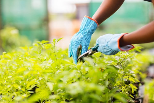 Hedge trimming and lawn care for Tottenham Green properties