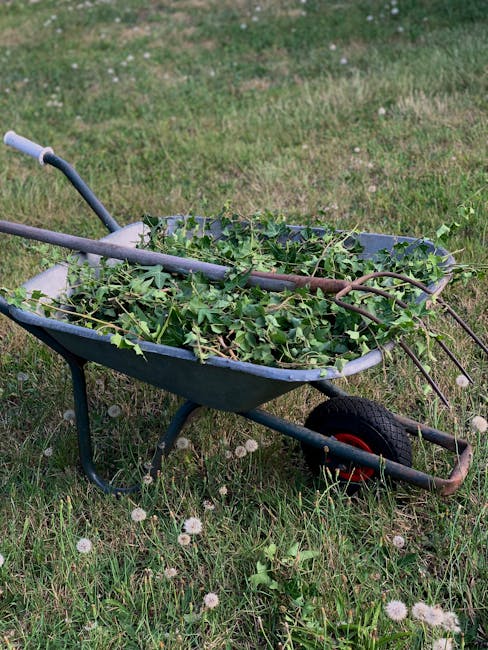 A green wheelbarrow filled with freshly cut ivy and plant cuttings, positioned on a grassy lawn with small white dandelion seed heads scattered across the grass. The wheelbarrow features a black plast