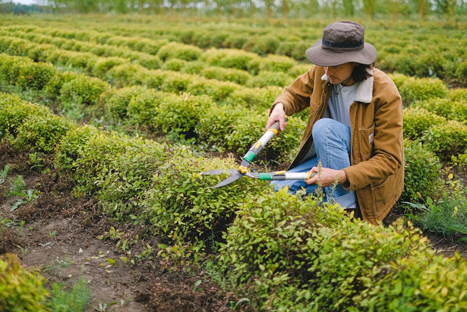 A green wheelbarrow filled with freshly cut ivy and plant cuttings, positioned on a grassy lawn with small white dandelion seed heads scattered across the grass. The wheelbarrow features a black plast