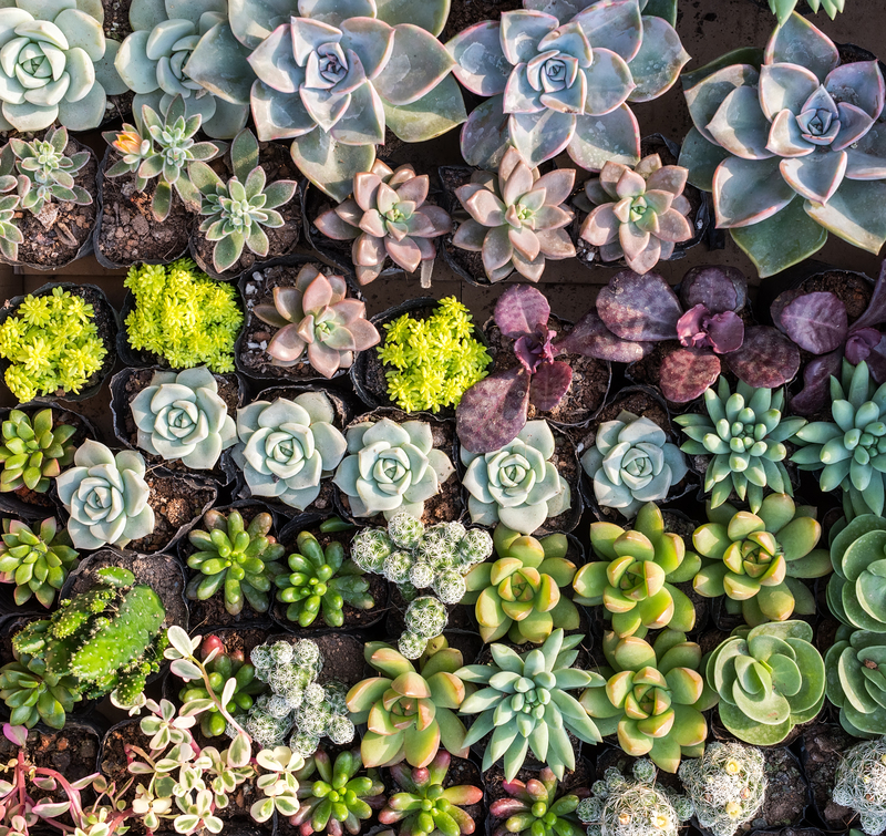 garden maintenance garden